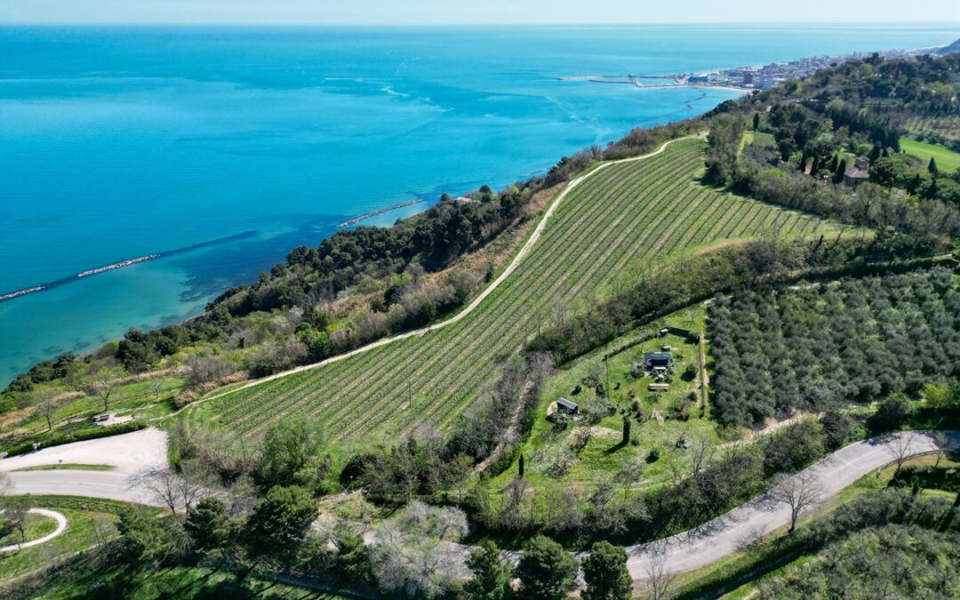 LUCARELLI ROBERTO Vigneti e Cantina